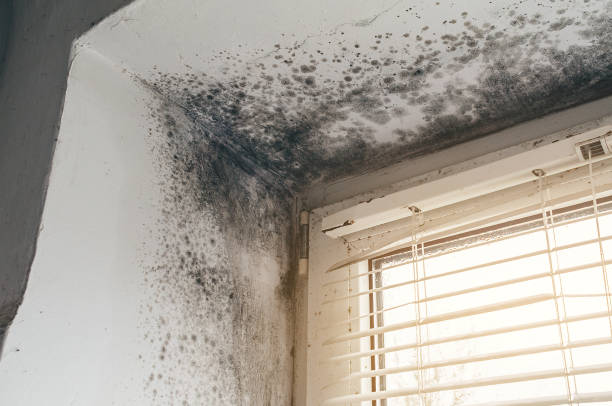 Affordable Mold Remediation solutions in Broadway, VA